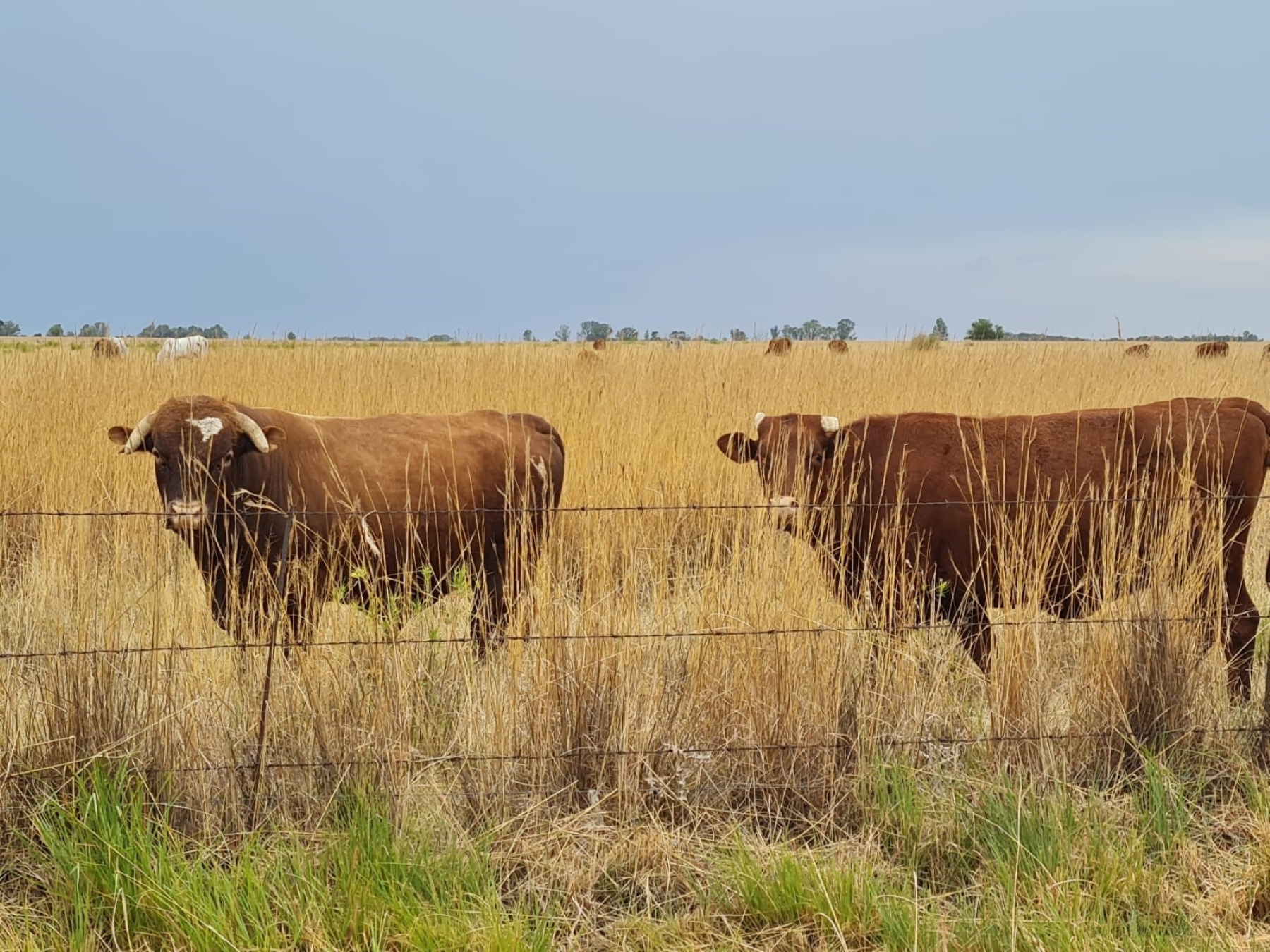 Gevalle van bek-en-klouseer in Vrystaat neem toe
