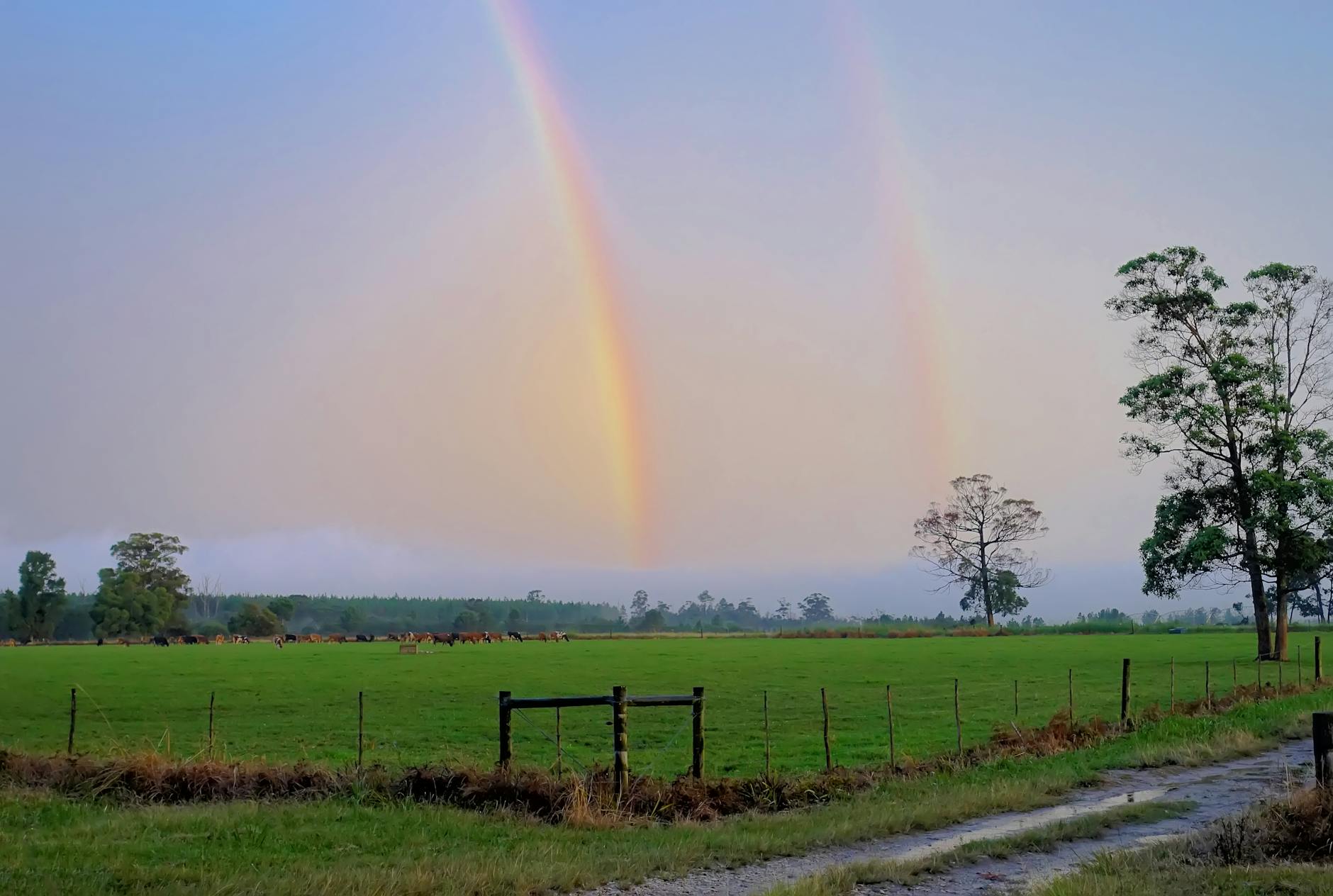 rainbow above the green grass lawn