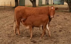 Gevalle van Slenkdalkoors in dele van Noord-Kaap bevestig