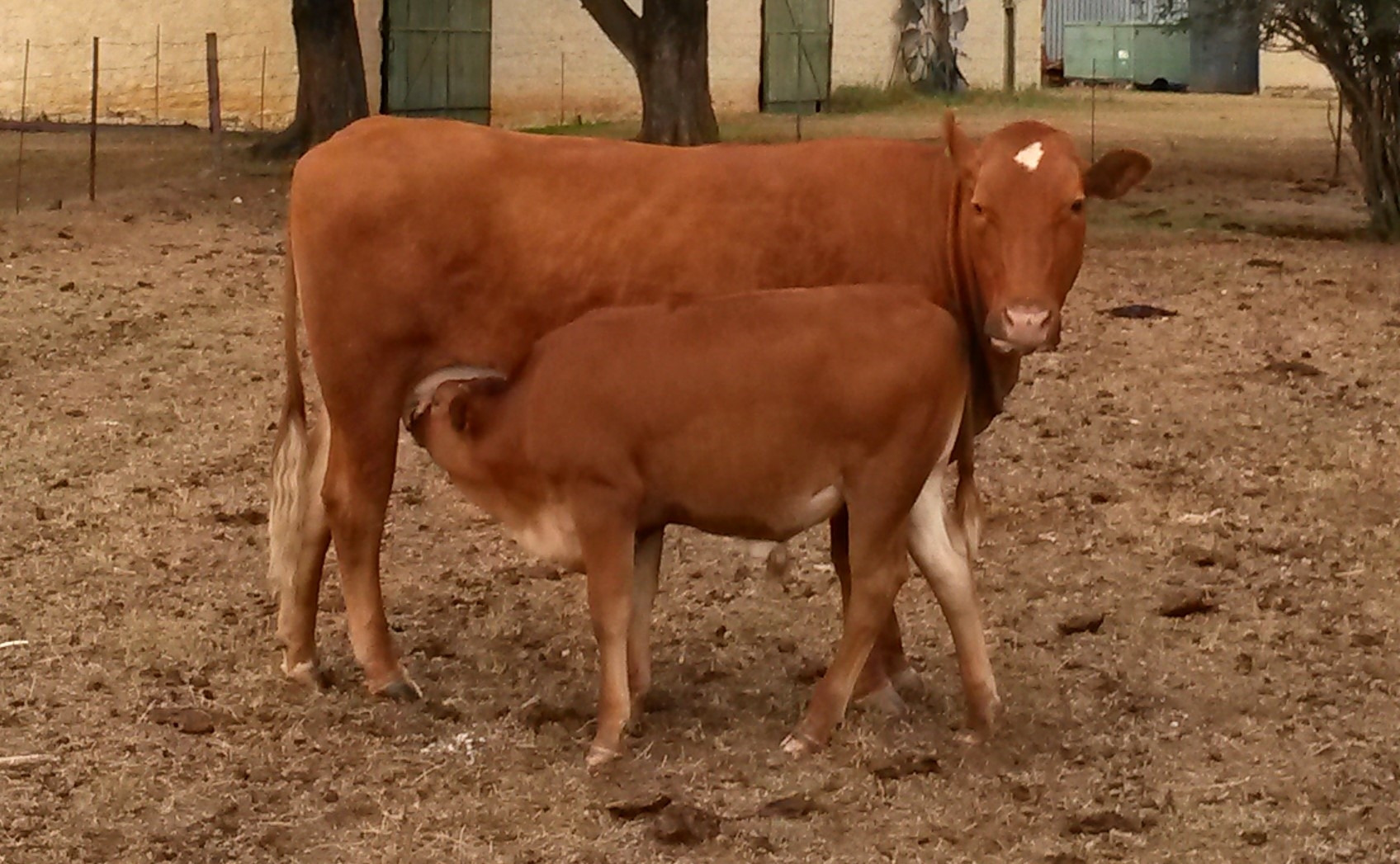 Gevalle van Slenkdalkoors in dele van Noord-Kaap bevestig