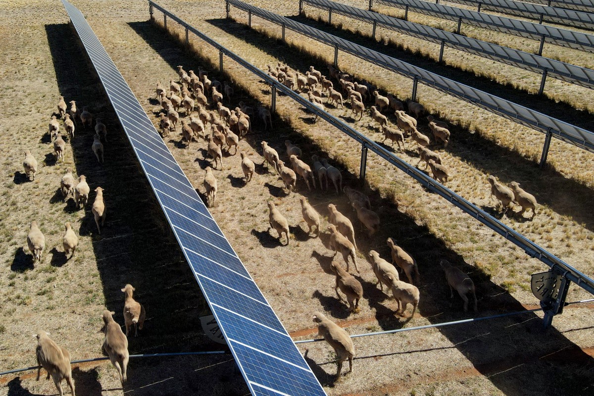 ‘Solar sheep’ help rural Australia go green, one panel at a time