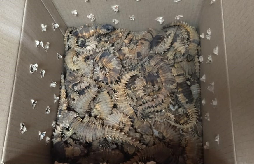 Armadillo girdled lizard