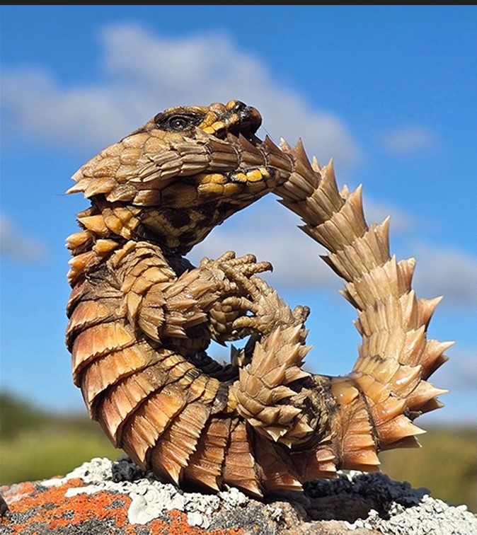 Wildlife traffickers dump protected lizards during high-speed pursuit