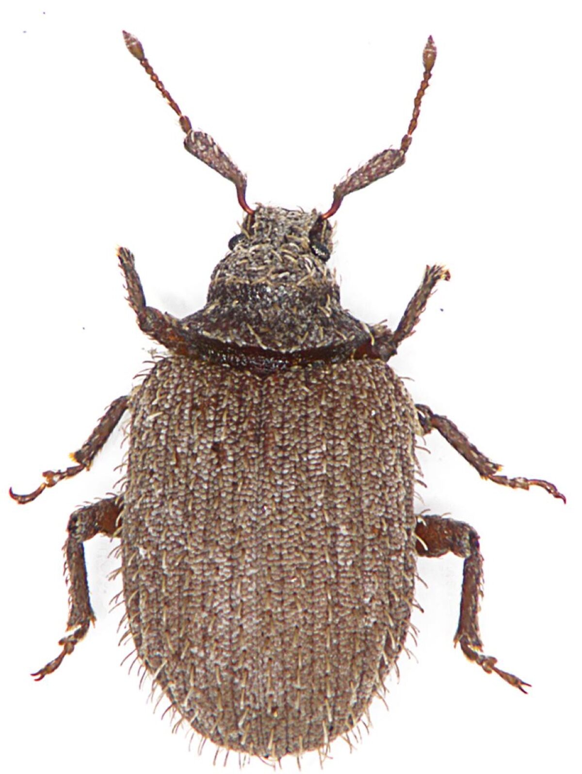 Richtersveldiella sanparkensis. FOTO: Verskaf