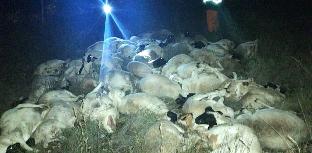 Die diefstal van 52 skape is op 'n plaas in die Campbell-distrik in die Noord-Kaap gefnuik. Lede van die Suid-Afrikaanse Polisiediens (SAPD), gestasioneer by die Campbell-polisiekantoor, het op Donderdag 26 Maart omstreeks 21:00 inligting ontvang rakende 'n beplande veediefstal op die spesifieke plaas, en het dadelik opgetree.