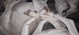 Diefstal van 52 vasgebinde skape in Campbell-distrik gefnuik