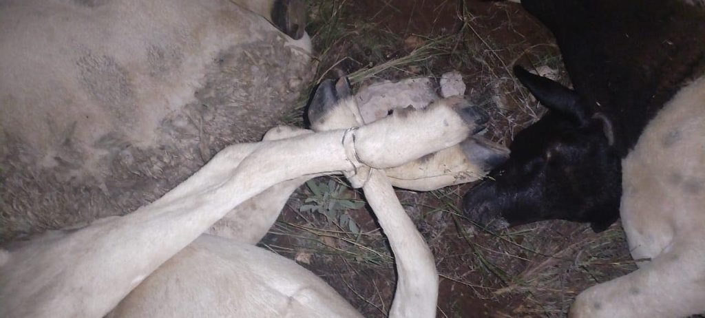 Die diefstal van 52 skape is op 'n plaas in die Campbell-distrik in die Noord-Kaap gefnuik. Lede van die Suid-Afrikaanse Polisiediens (SAPD), gestasioneer by die Campbell-polisiekantoor, het op Donderdag 26 Maart omstreeks 21:00 inligting ontvang rakende 'n beplande veediefstal op die spesifieke plaas, en het dadelik opgetree.