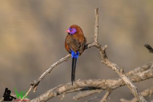 Spread your wings: Learn bird identification with Gariep Bird Club