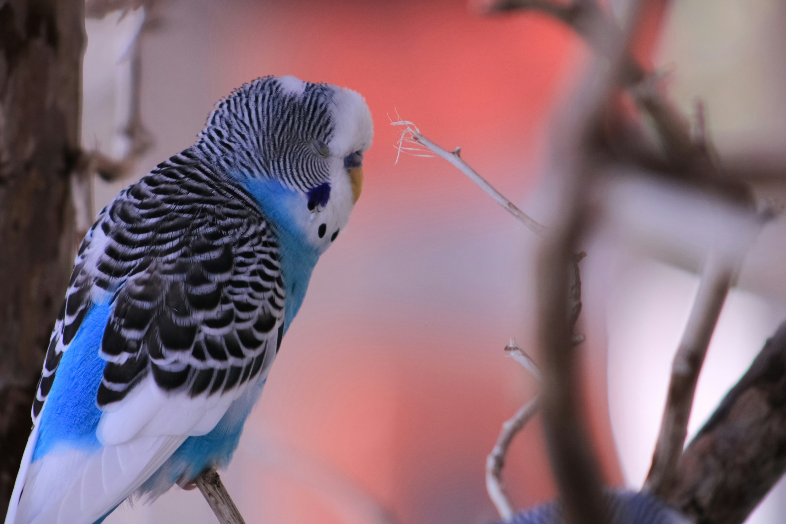 KAMEELDORING | Staalkou nou vergete, mnr. Budgie Blou nou ware tuinvoël