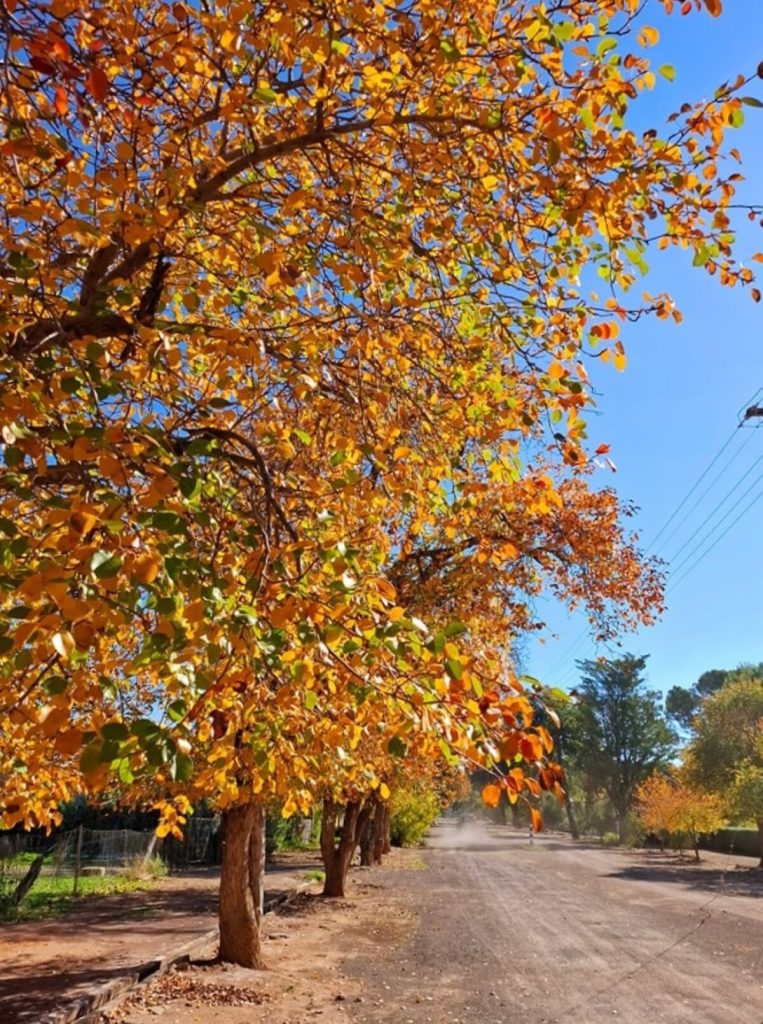 Loxton