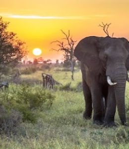 Search underway for missing helicopter in Kruger National Park