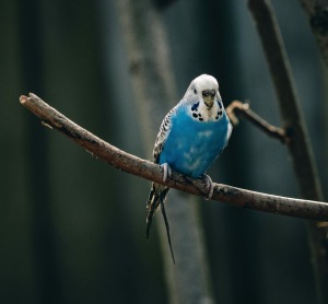 KAMEELDORING | Vind ambisie, selfs al is jy Budgie Blou, Muisvoël of Lyster