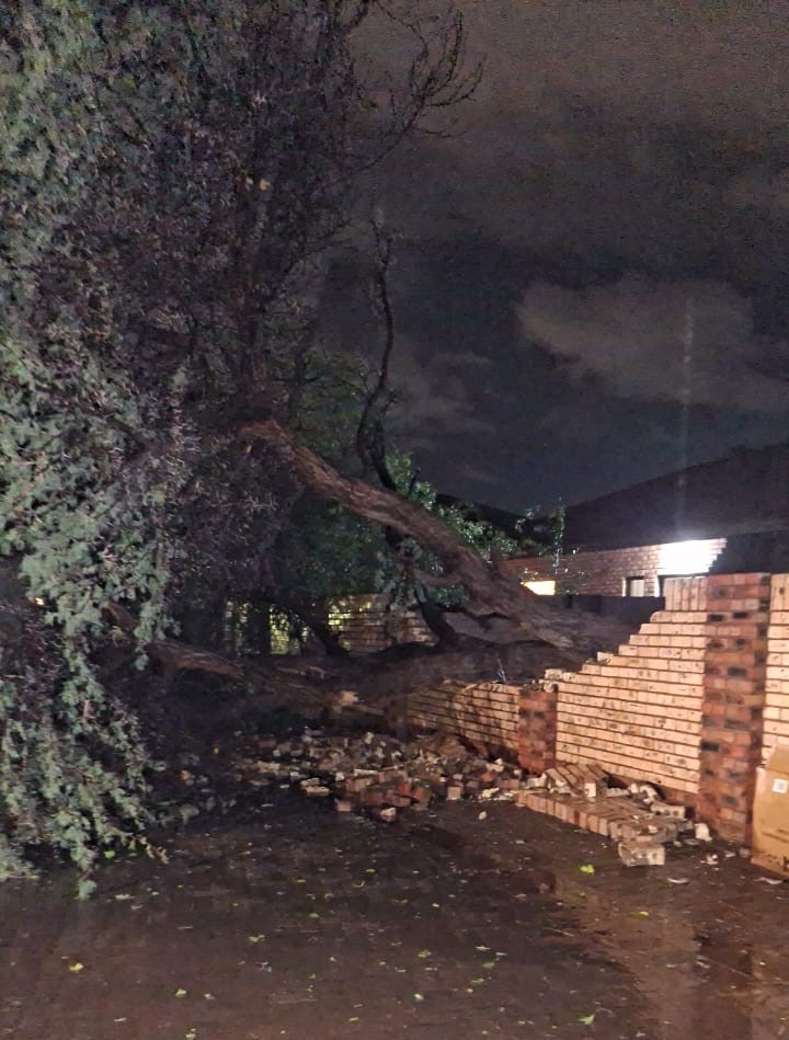 'n Ontwortelde kameeldoringboom wat 'n baksteenheining omgeval het.