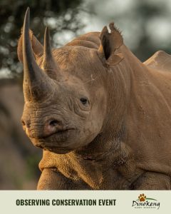 Etosha rhino poaching: 14 suspects face court as conservation efforts intensify