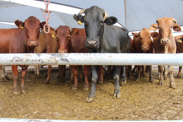Grain SA and the NAMPO management confirm that no cloven-hoofed animals will be permitted at the 2026 NAMPO Harvest Day, which will take place from 12-15 May 2026 at NAMPO Park