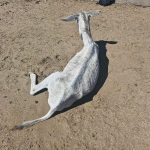 Legal donkey slaughter for their skins continues unabated in South Africa
