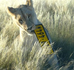 Perfect campfire story: Kgalagadi lioness claims number plate as trophy