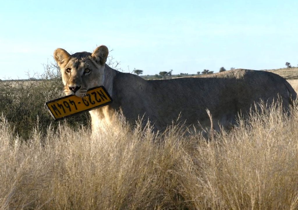 Lioness steals numberplate.