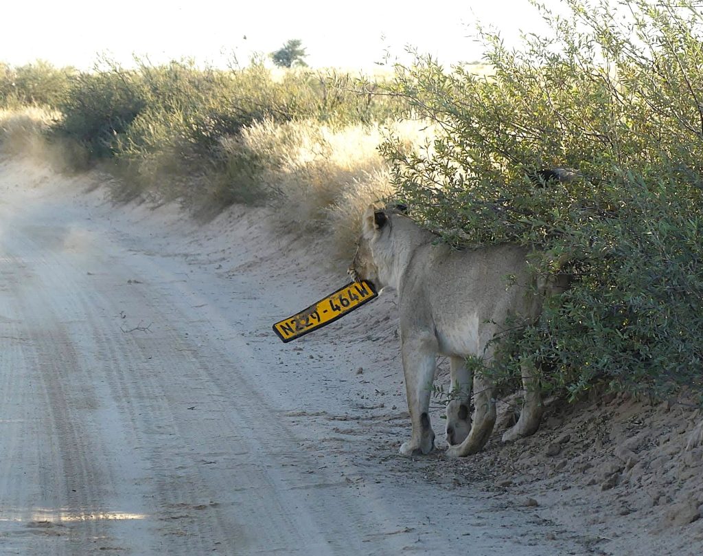 Lioness steals numberplate.