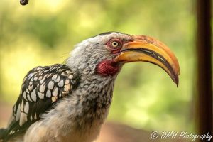 Gariep Bird Club: Spread your wings on birdwatching and citizen science
