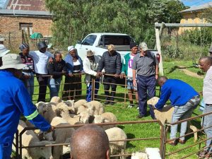 Emerging farmers assisted with training in livestock management practices