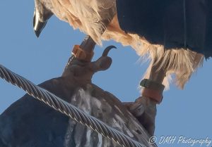 Byna 25 jaar oue witrugaasvoël verras navorsers buite Kimberley