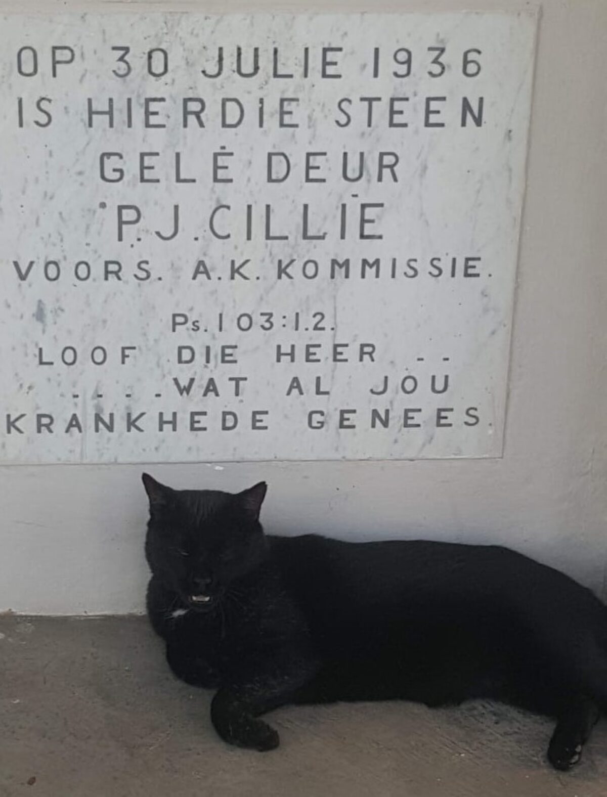 Floors, die inwonende kat, by die steen wat op 30 Julie 1936 gelê is.