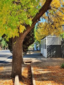 Belê in ‘n boom vir Loxton en die nageslag – en vir jouself