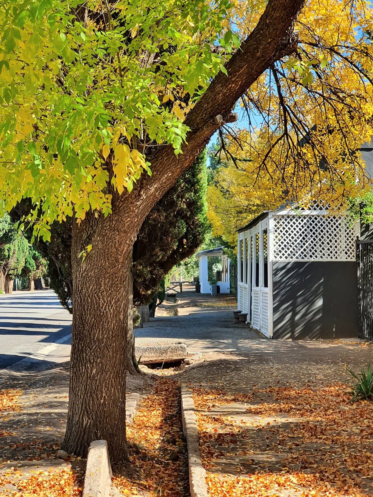 'n Straat in Loxton in herfstyd.