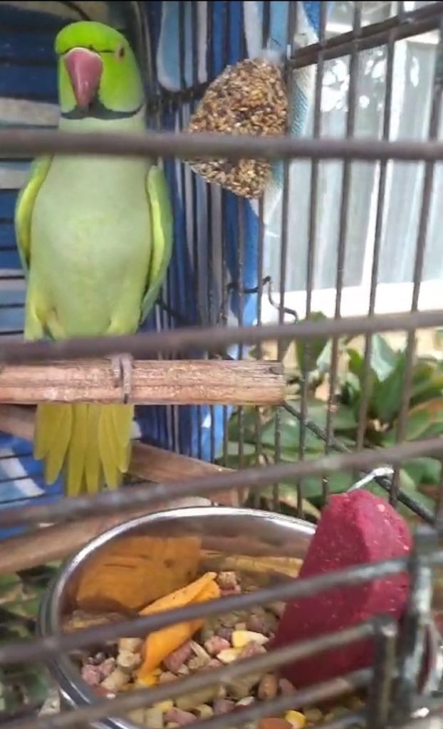 Polly die papegaai