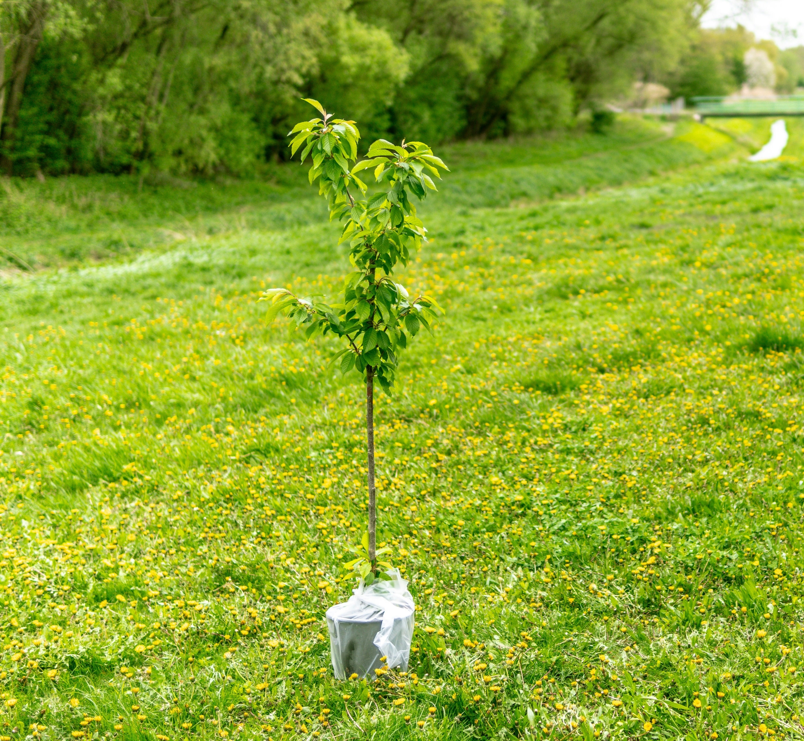 Gemeenskap word groen met skenking en plant van bome en vetplante