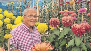 Krisanteskou vroeg in Mei aangebied