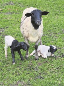 Killing of sheep, rural lawlessness