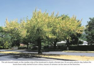 A tale of two maples