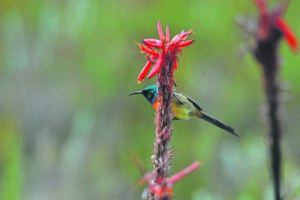 Suikerbekkie geniet die wintersonnetjie