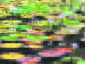 Blommeprag by Meulwater