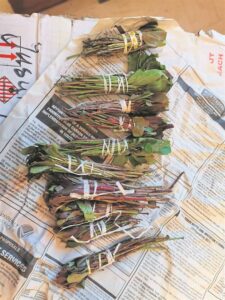 Somaliër met R176K khat in Paarl betrap