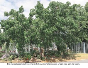 Maroela uitsonderlik vir Paarl