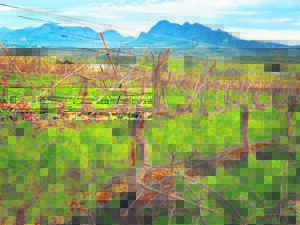 Wingerde geniet hul winterslaap