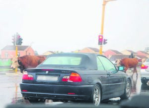 Motoriste trotseer nat paaie – en beeste