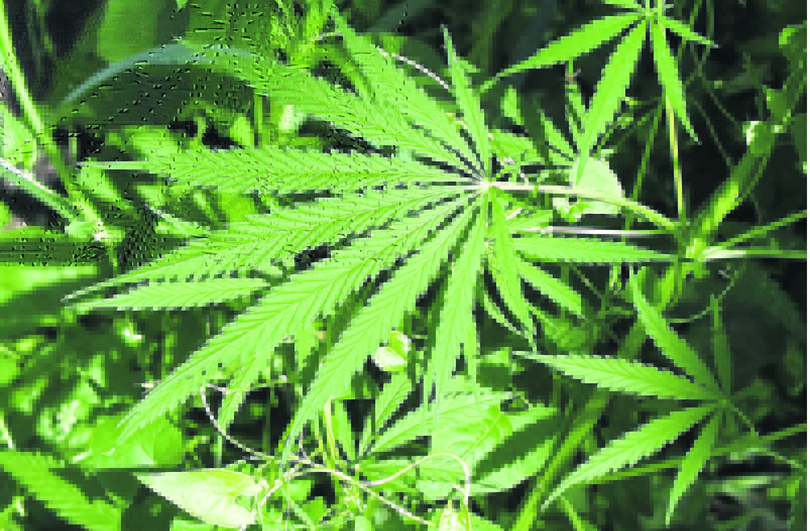 Hemp as source of opportunity