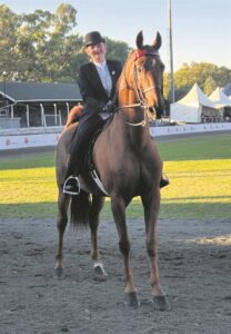 Lizandie bobaas op saalperde