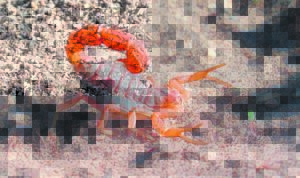 Koreaan by tonnel betrap met bedreigde skerpioene