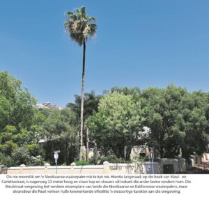 Paarl se waaierpalms