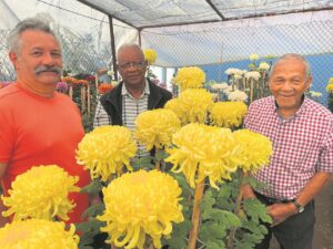 Kleurvolle krisante weer in volle prag in Wellington