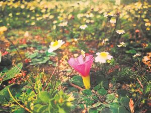 Al die veld is vrolik!