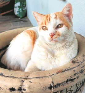 Kat vergiftig en geskiet