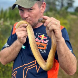 Oppas vir vanjaar se goudgeel kobra’s