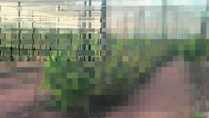 25 hof toe oor daggaplaas