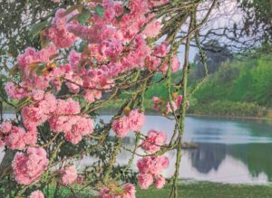 Tokara rare plant fair and open garden on Saturday